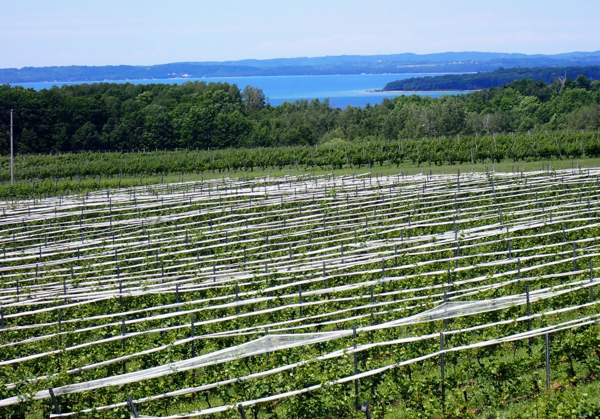 The vineyards at Bonobo winery with Grand Traverse Bay in the background.