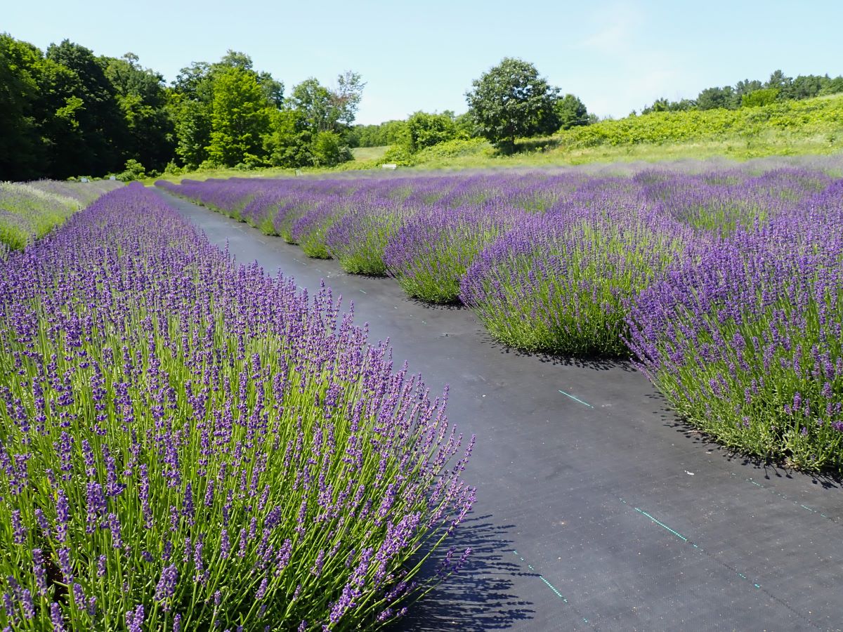 Lavender gardens just coming into bloom at Brys Estate Vineyard in Traverse City