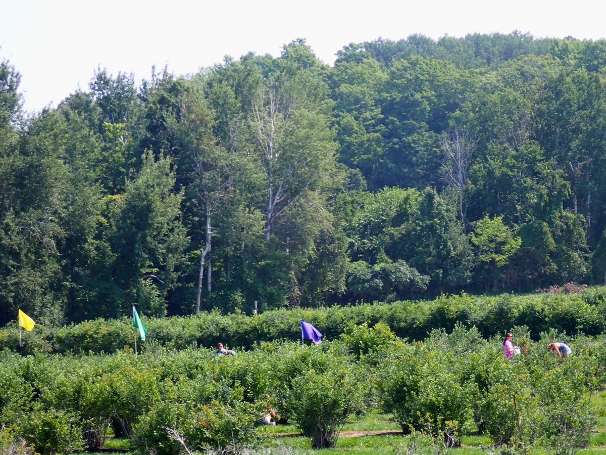 Pick your own blueberries at Buchan's Blueberry Hill