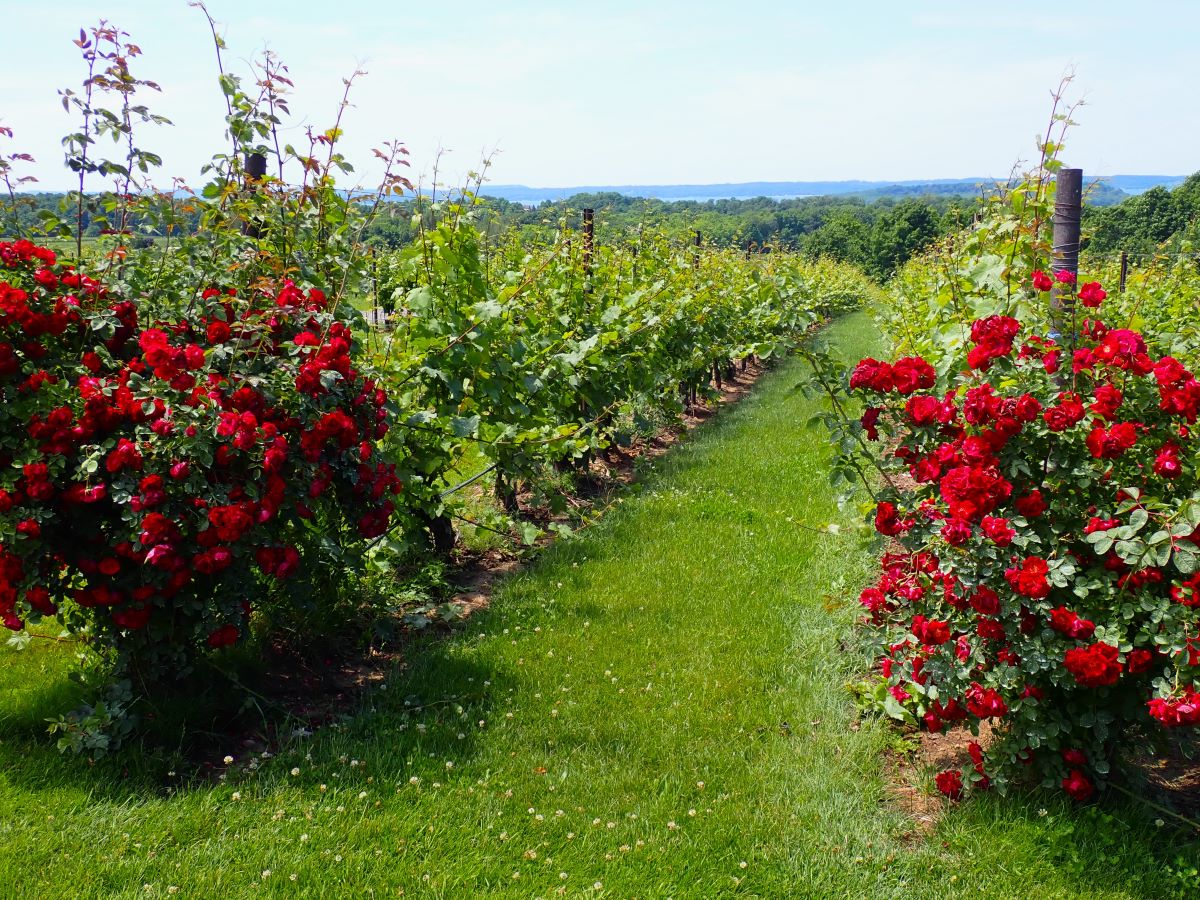 The vineyards at Chateau Grand Traverse on Old Mission Peninsula