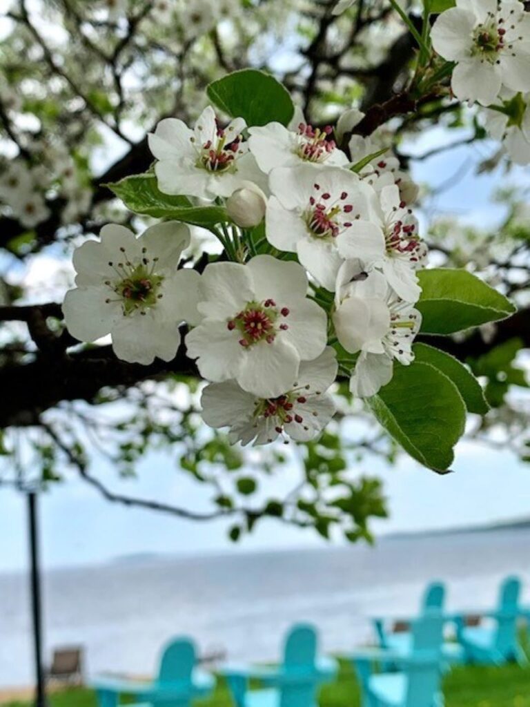 Head to the Old mission Peninsula in early May to see the blossoms in full bloom