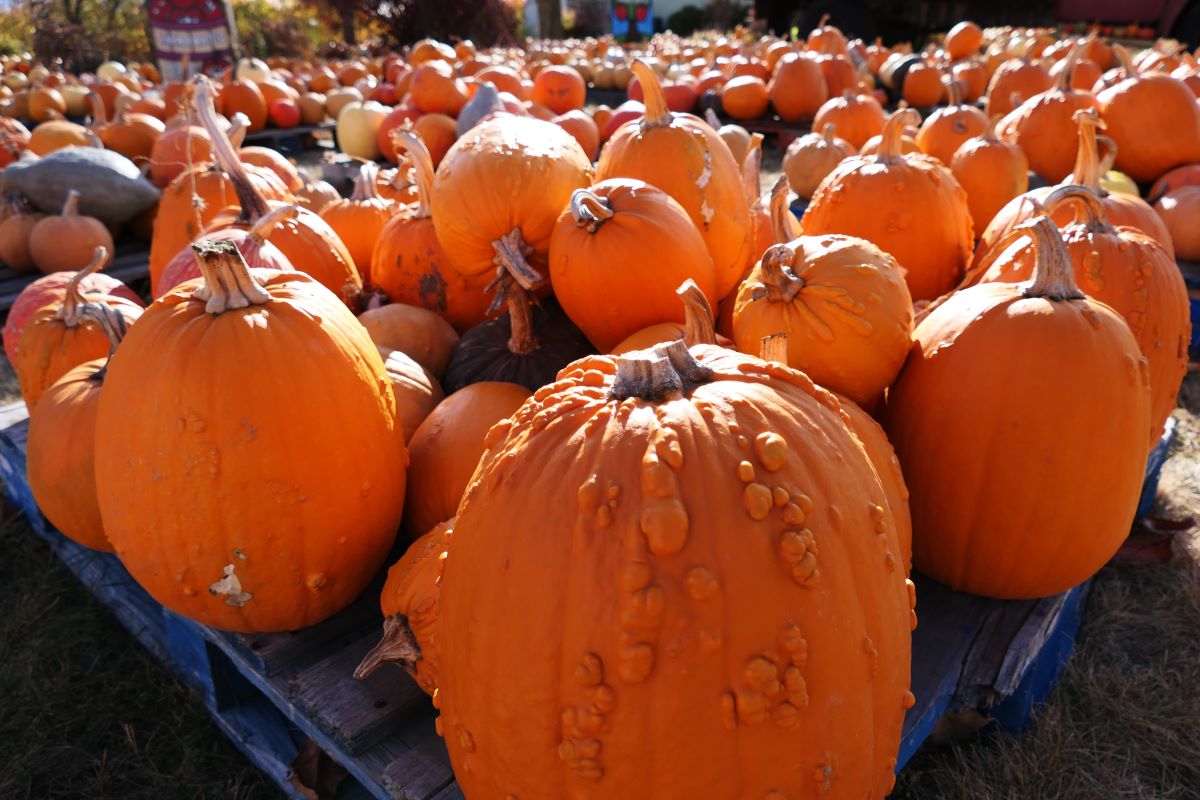 Farm market pumpkins on display