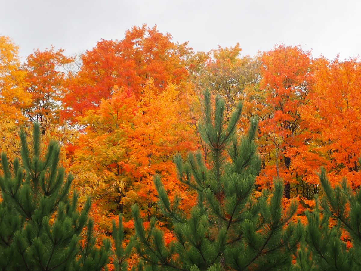 View form the road during the Cruise the Breezeway Fall Color Tour - one of the best scenic fall drives near Traverse City!