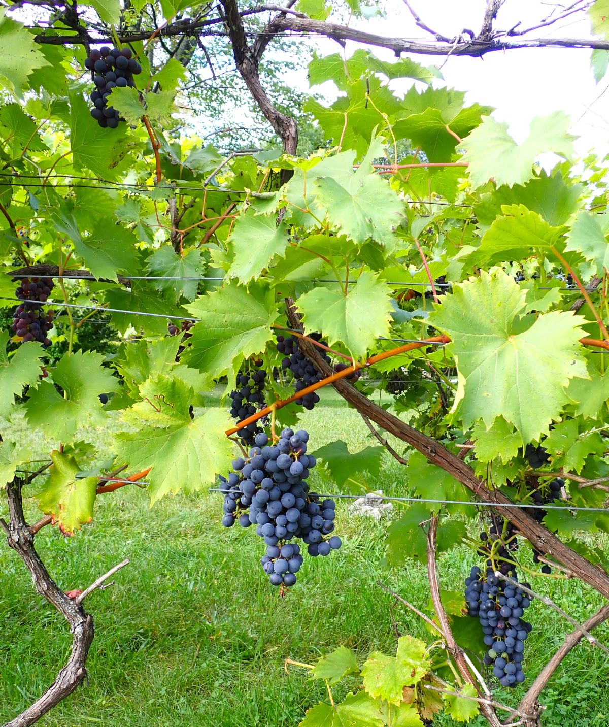 Grapes getting ready to harvest along Traverse City's Old Mission Peninsula
