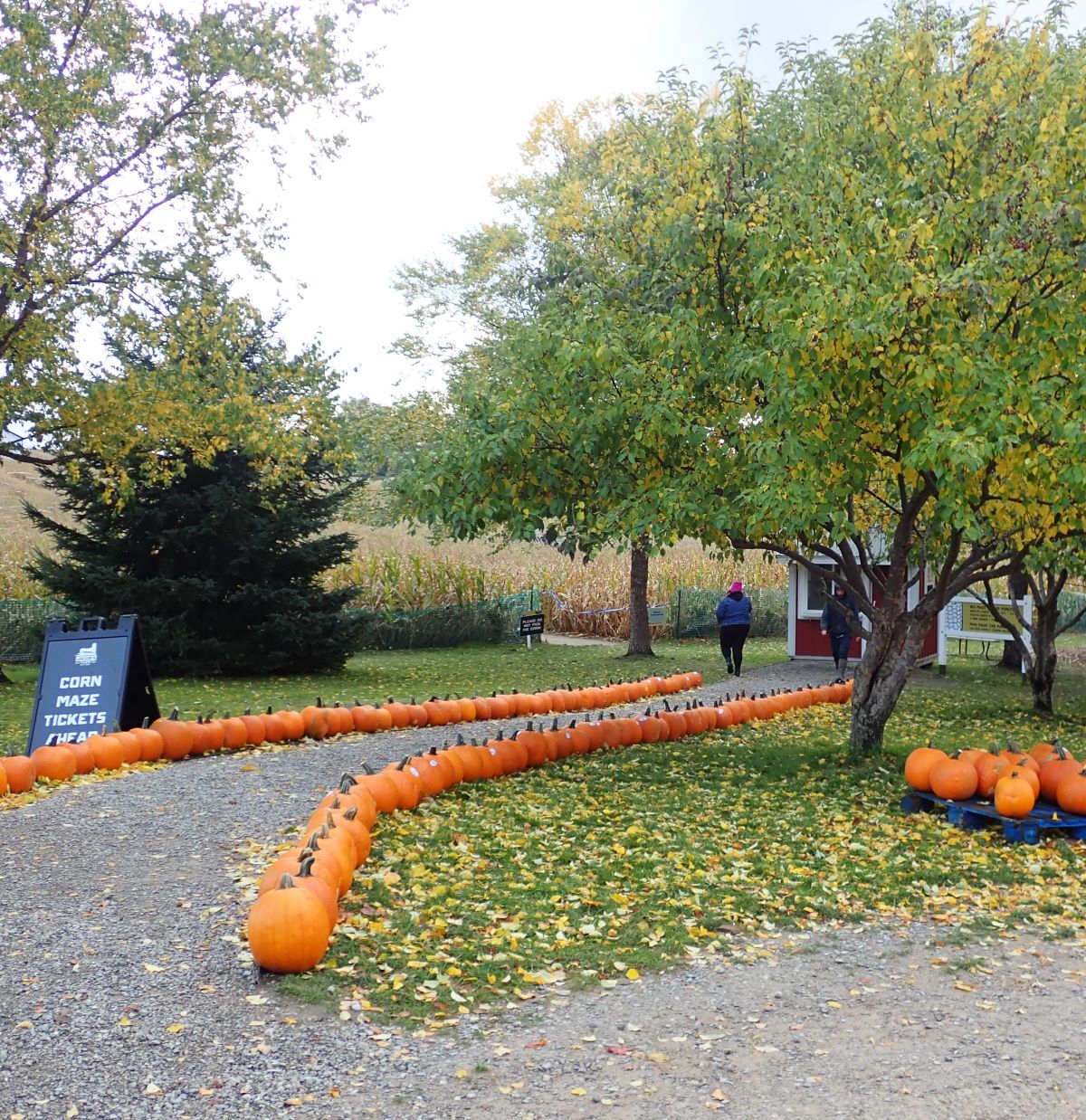 The entrance to the corn maze at Jacob's Farm near Traverse City