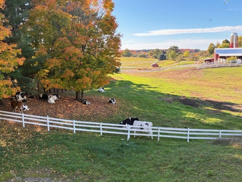 The cows at Moomers Ice Cream enjoying a fall day.