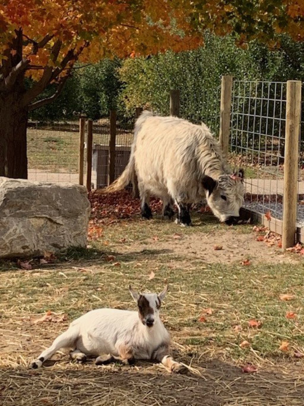 Kids can say hello to the resident mini-highland cow and goats at Myrtle & Maude's farm market near Traverse City
