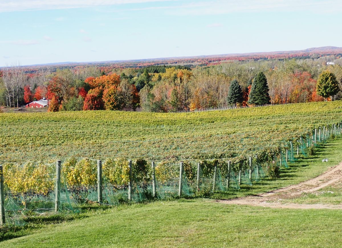 View from the deck of the Rove Estates Winery, one of the participants in the Hunt for the Reds of October.