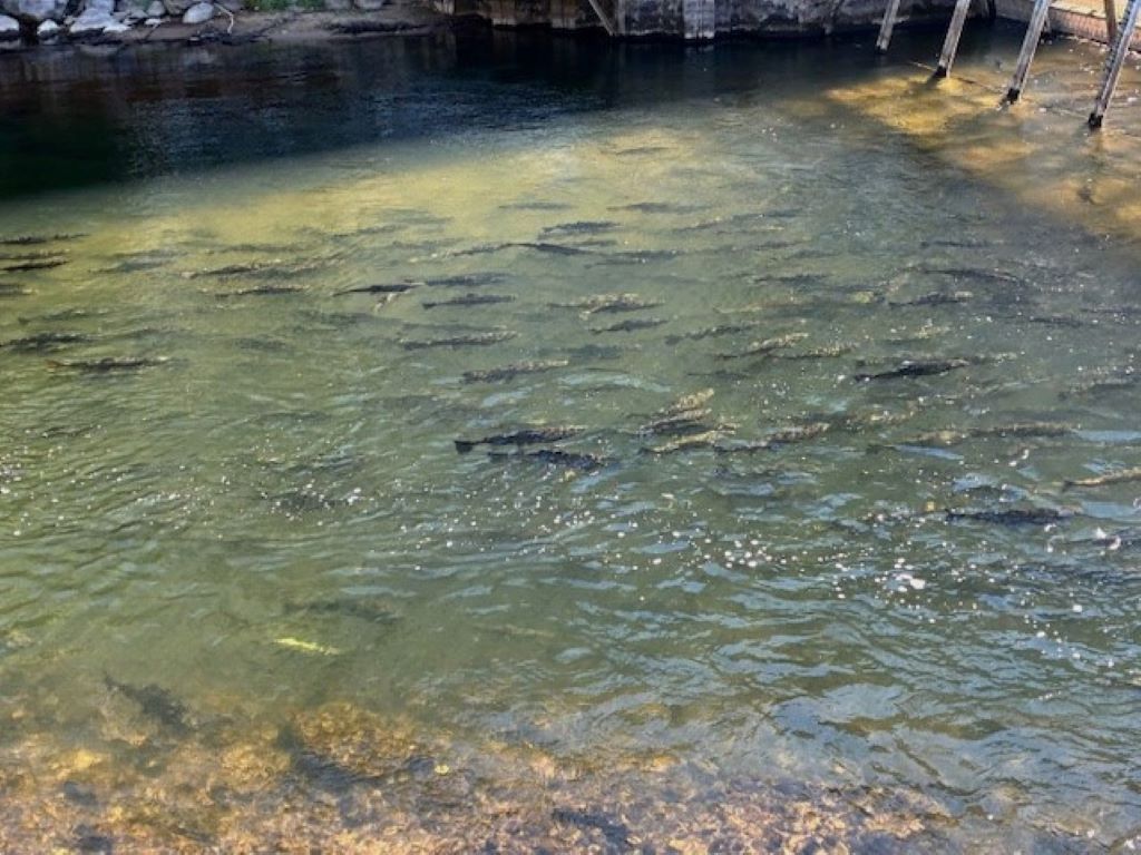 Salmon making their way upstream in The Boardman River near downtown Traverse City.
