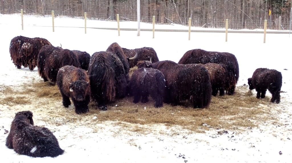 Christmas at the Ranch is a great opportunity to get up close to a herd of yaks.