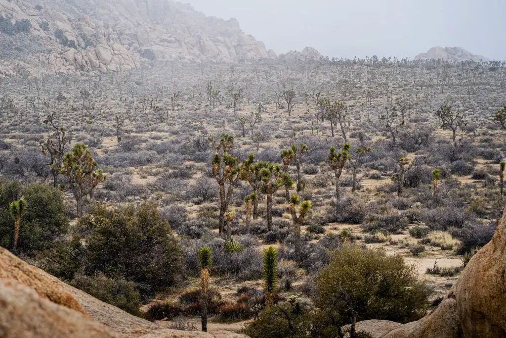 Spring break is a great time to explore Joshua Tree National Park , before the heat of summer kicks in.