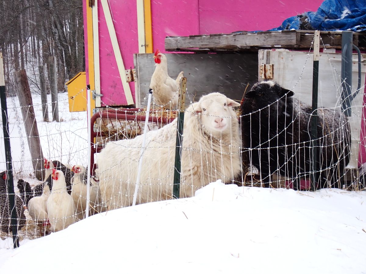 Be sure to say hello to the chickens and sheep at Green Bird Winery!