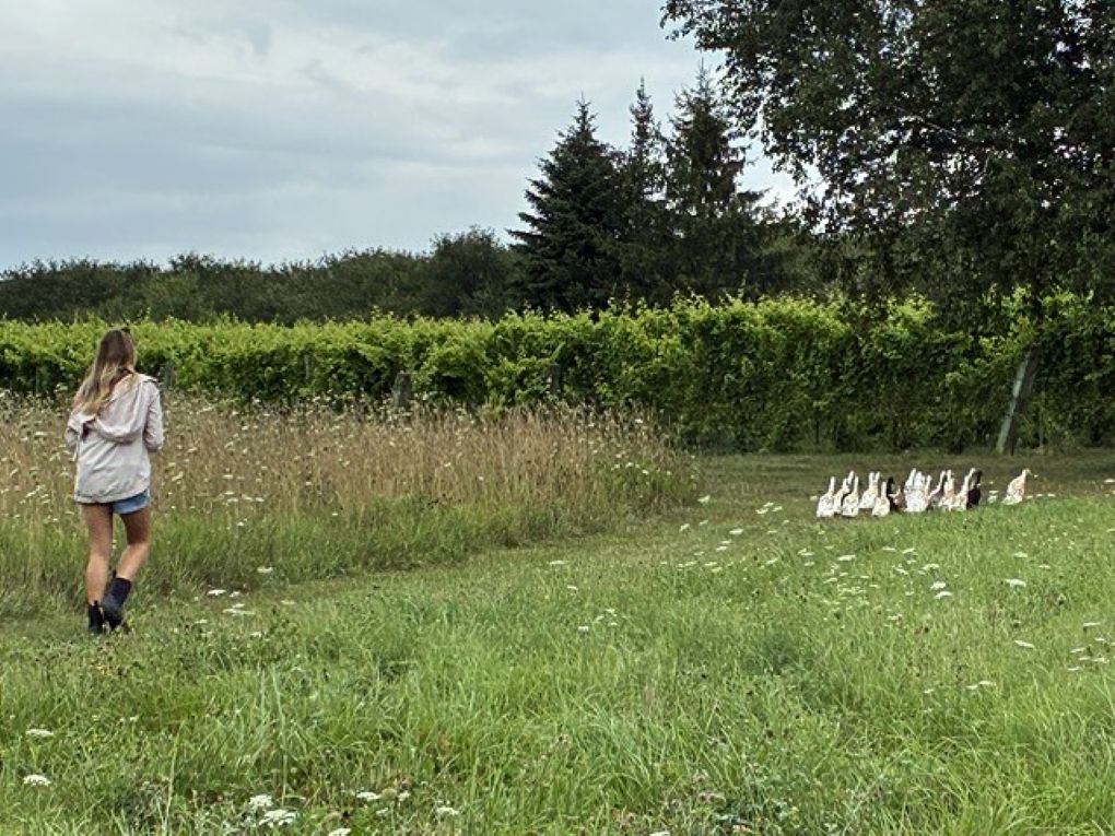 Dune Bird uses a flock of Indian Runner ducks as a natural form of pest control in their vineyards. These flightless ducks waddle through the rows of grapevines, happily eating pests like slugs and Japanese beetles that can damage the vines.