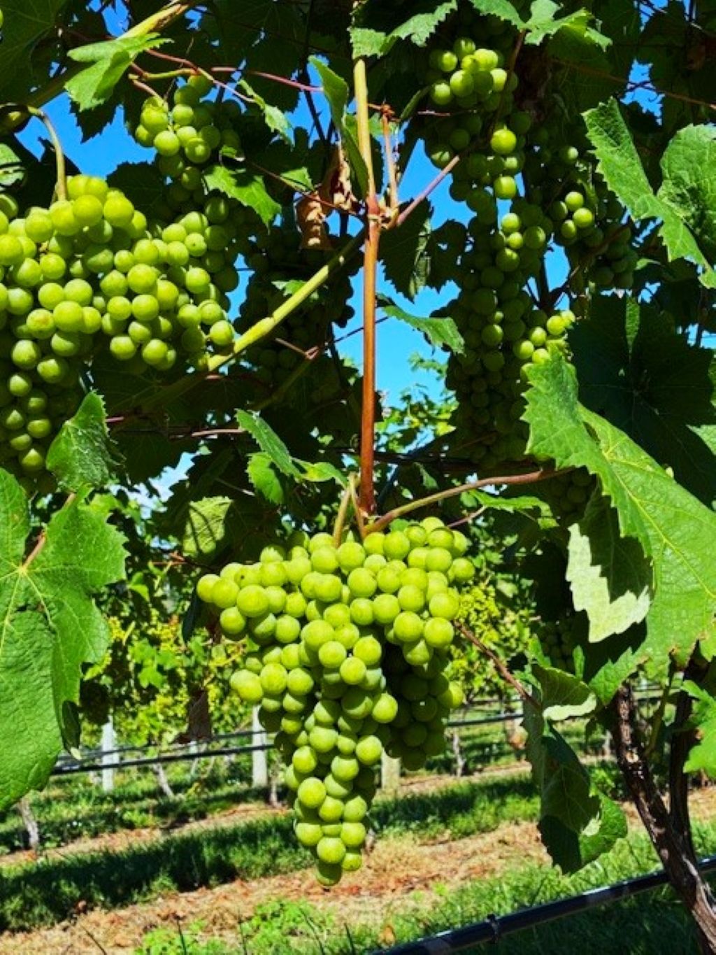Riesling grapes in the vineyards along the Leelanau Peninsula Wine Trail.