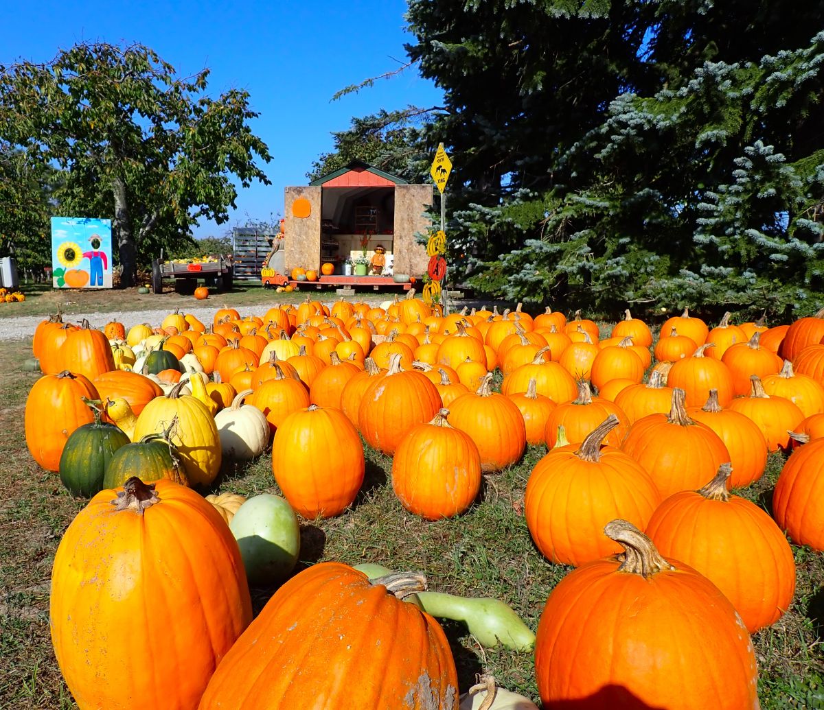 Find the perfect pumpkin at Cory Holman's Pumpkin Patch on the Old Mission Peninsula in traverse City.