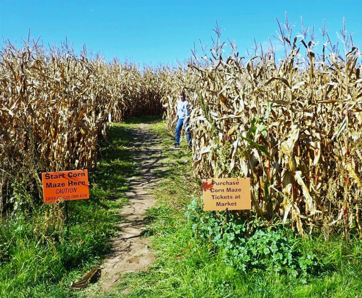 Royal Farms' five-acre corn maze, includes a Scavenger Hunt.