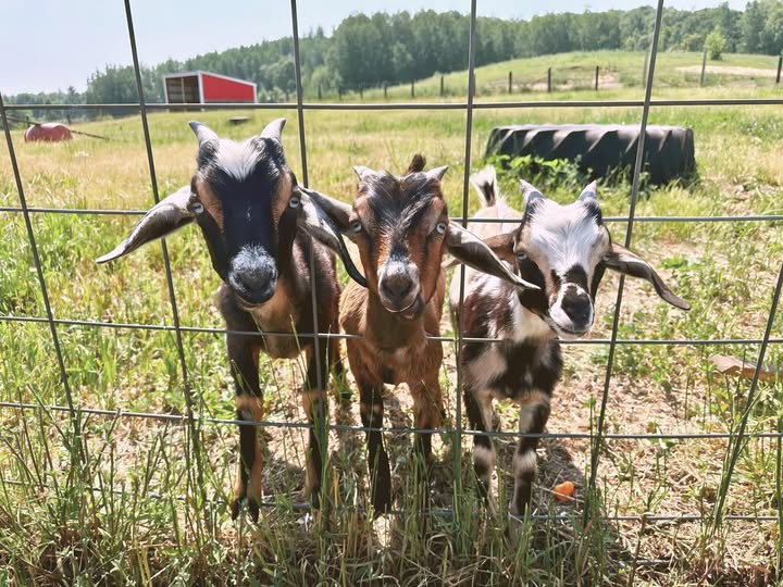 Interact with goats at Black Star Farms during Yoga with Goats and Happy Hour with Goats events in the fall. This photo is from the Black Star Farms Facebook page.