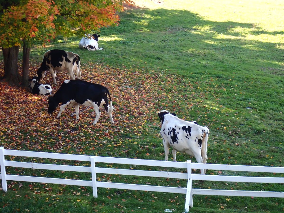 Moomers serves up homemade ice cream made with milk straight from the cows you can see grazing in the pasture right next to the shop.