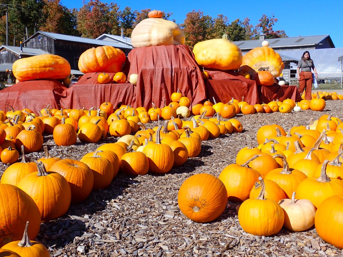 Choose the perfect pumpkin to take home at Pond Hill Farm's pumpkin patch.