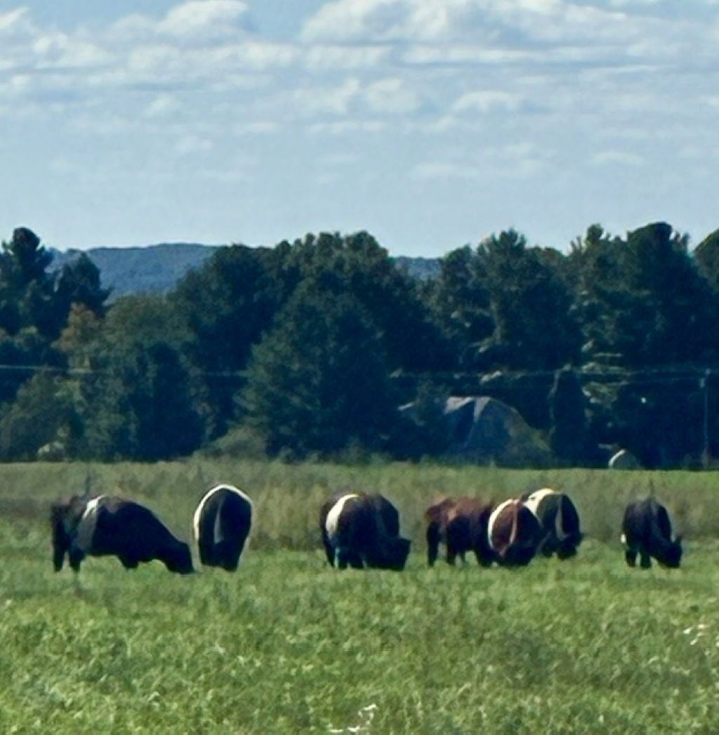 Providence Farm raises grass-fed Belted Galloway beef, a distinctive Scottish breed of cattle easily recognized by the white band around its middle.