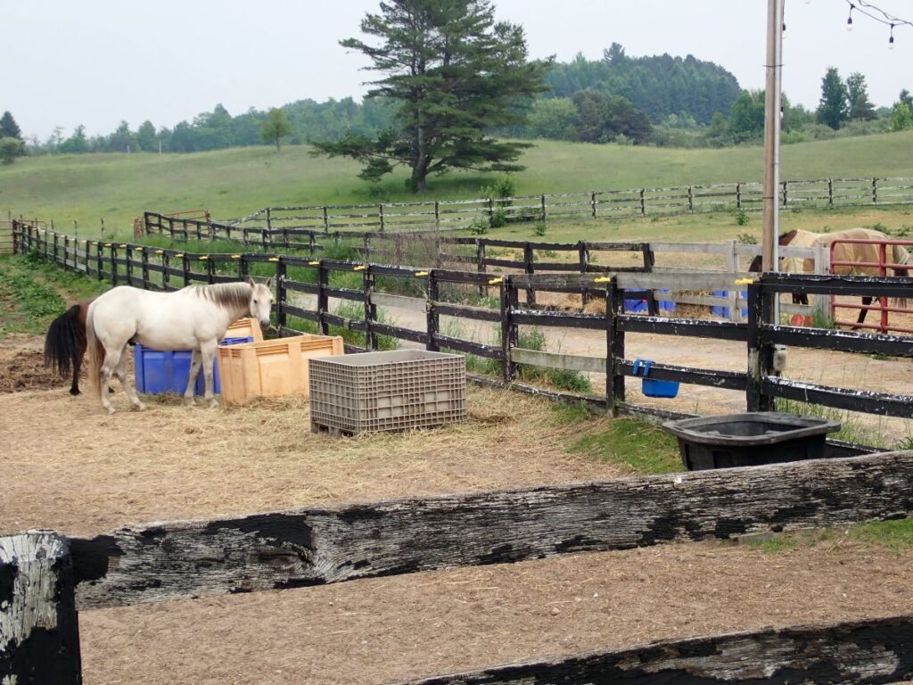 Get a close up look at the horses at Black Star Farms during one of the fall wagon rides.