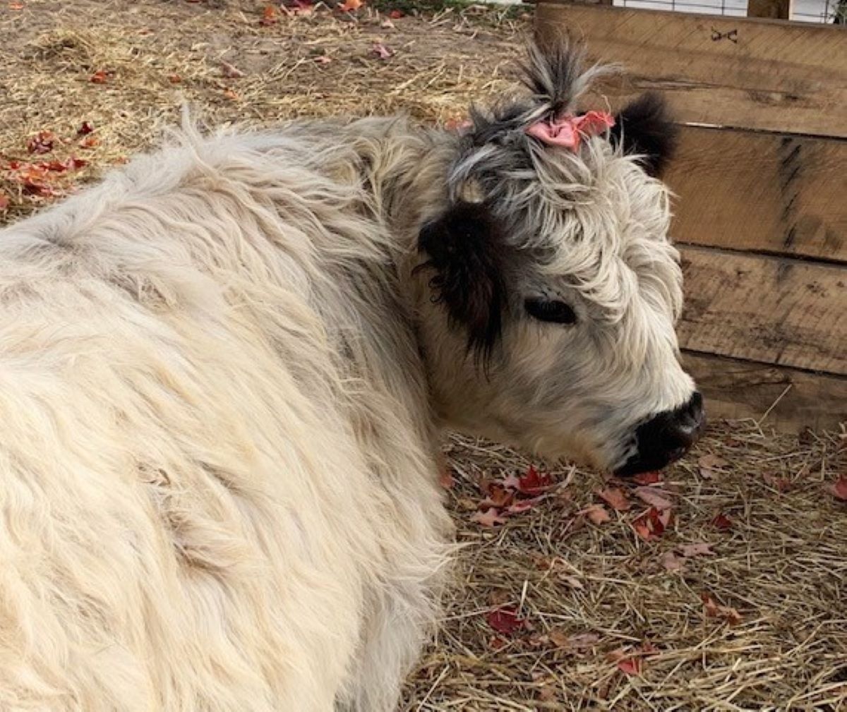 Myrtle and Maude's Farm Market has a play area for kids. Make sure they say hello to Patsy Cline, the farm's resident Highland cow!